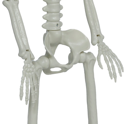 Halloween Skeleton, Articulated