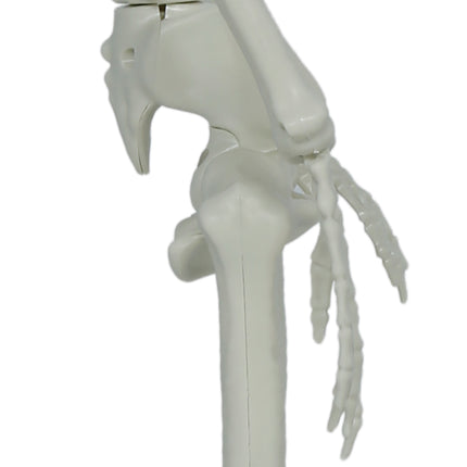 Halloween Skeleton, Articulated