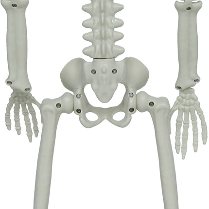 Halloween Skeleton, Articulated
