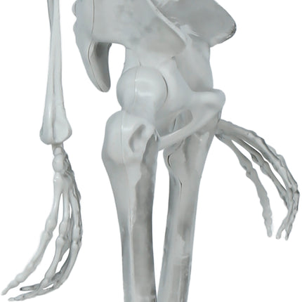 Halloween Skeleton, Articulated, 1.4 m