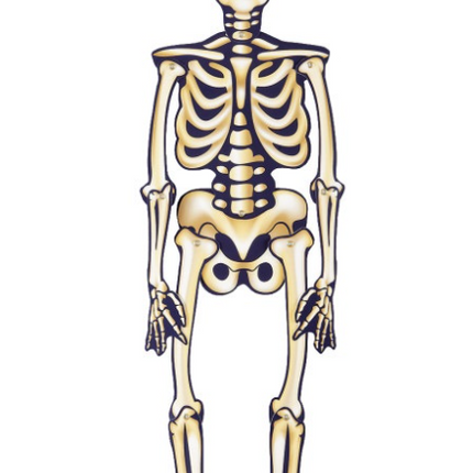 HALLOWEEN JOINTED SKELETON