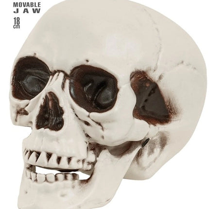 SKULL WITH MOVABLE JAW, 18 CM