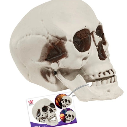 SKULL WITH MOVABLE JAW, 18 CM