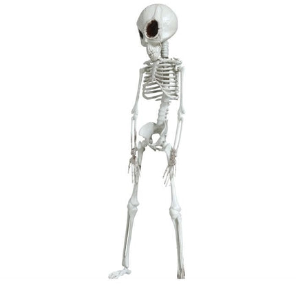 Halloween Hangdecoratie Skelet 42cm van Fiestas Guirca koop je bij Partywinkel