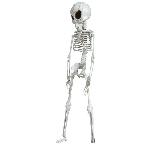 Halloween Hangdecoratie Skelet 42cm van Fiestas Guirca koop je bij Partywinkel