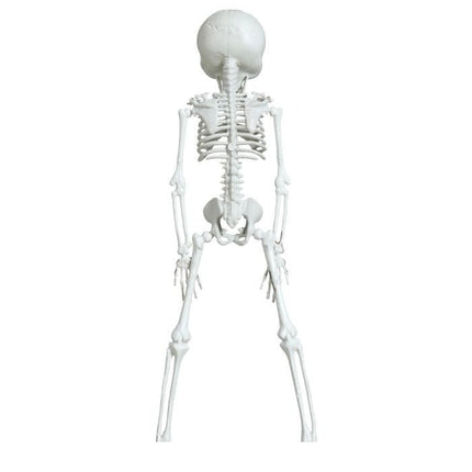 Halloween Hangdecoratie Skelet 42cm van Fiestas Guirca koop je bij Partywinkel