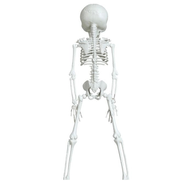 Halloween Hangdecoratie Skelet 42cm van Fiestas Guirca koop je bij Partywinkel