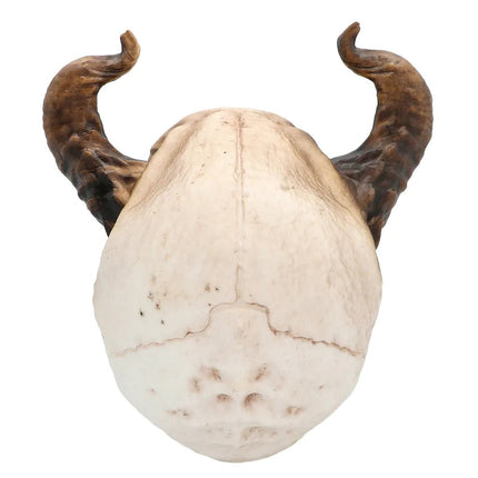 Halloween Schedel Duivel Met Beweegbare Kaak 20cm van Boland koop je bij Partywinkel