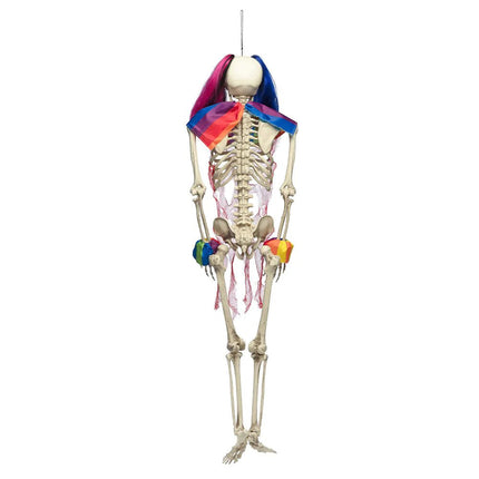 Halloween Skelet Circus van Boland koop je bij Partywinkel