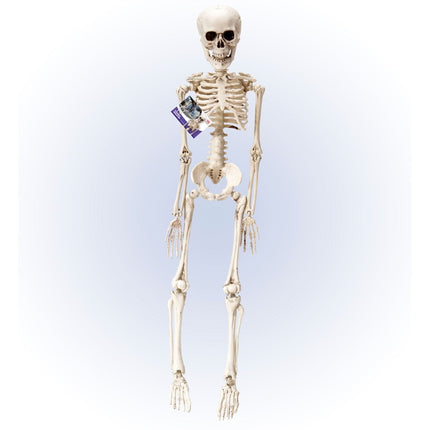 Halloween Skelet Wit 50cm van Widmann koop je bij Partywinkel