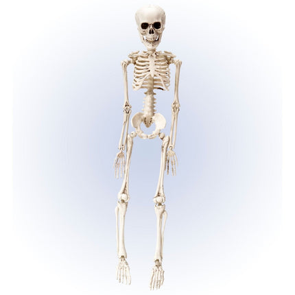 Halloween Skelet Wit 50cm van Widmann koop je bij Partywinkel