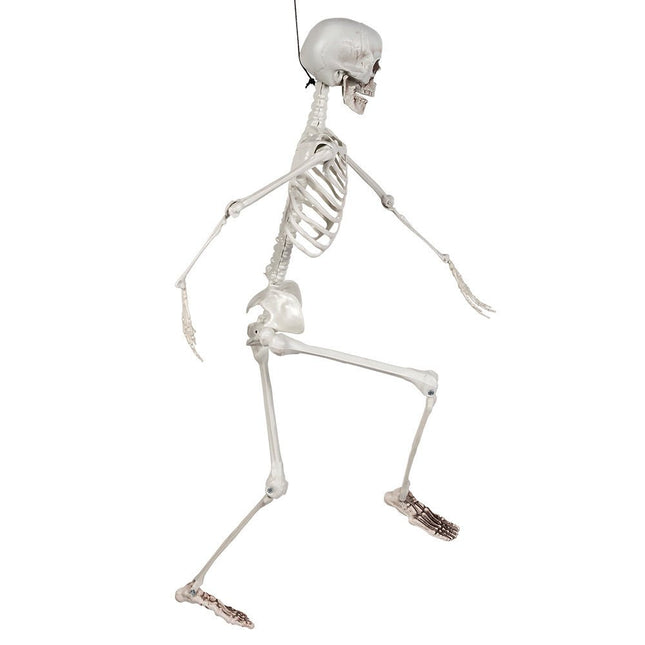 Halloween Skelet Wit 90cm van Boland koop je bij Partywinkel